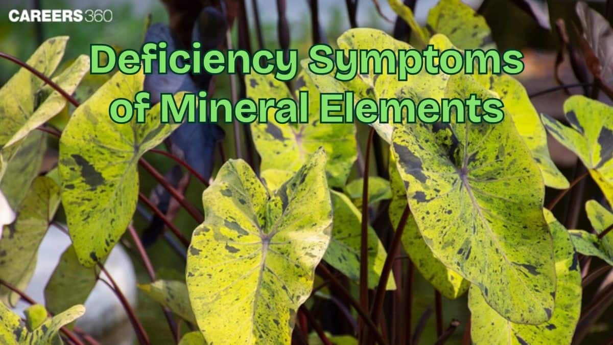 Deficiency Symptoms Of Essential Elements